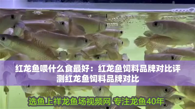 紅龍魚(yú)喂什么食最好：紅龍魚(yú)飼料品牌對(duì)比評(píng)測(cè)紅龍魚(yú)飼料品牌對(duì)比