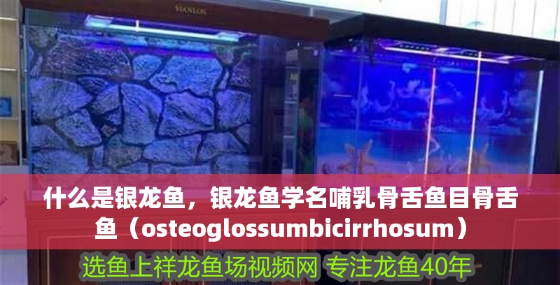 什么是銀龍魚，銀龍魚學名哺乳骨舌魚目骨舌魚（osteoglossumbicirrhosum）