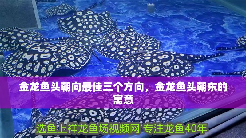金龍魚頭朝向最佳三個方向，金龍魚頭朝東的寓意