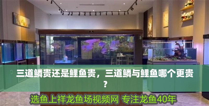 三道鱗貴還是鯉魚貴，三道鱗與鯉魚哪個更貴？