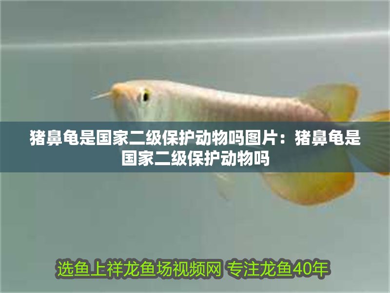 豬鼻龜是國家二級保護動物嗎圖片：豬鼻龜是國家二級保護動物嗎