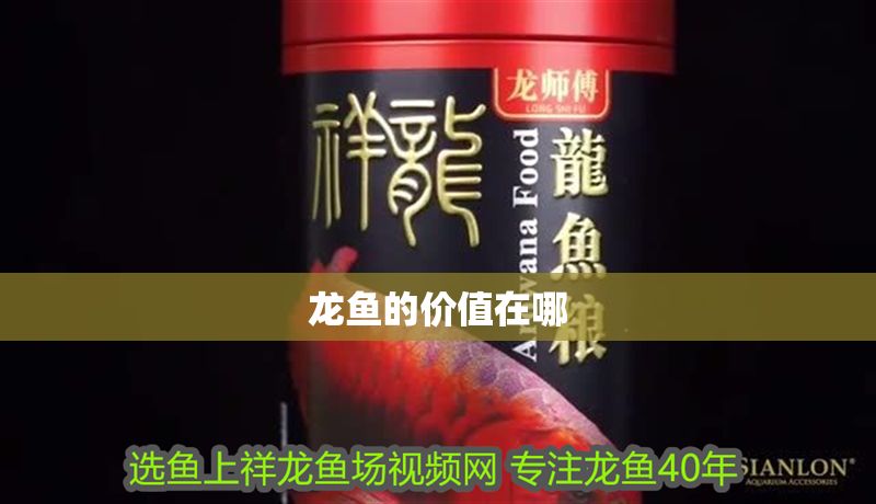 龍魚的價值在哪