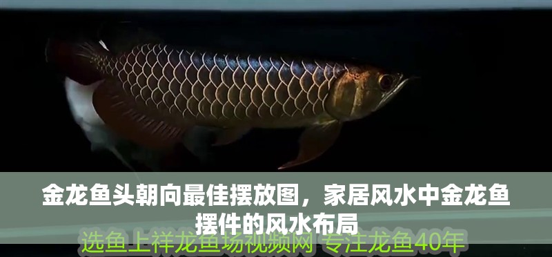 金龍魚頭朝向最佳擺放圖，家居風水中金龍魚擺件的風水布局