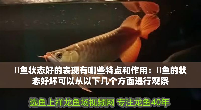 魟魚(yú)狀態(tài)好的表現(xiàn)有哪些特點(diǎn)和作用：魟魚(yú)的狀態(tài)好壞可以從以下幾個(gè)方面進(jìn)行觀察
