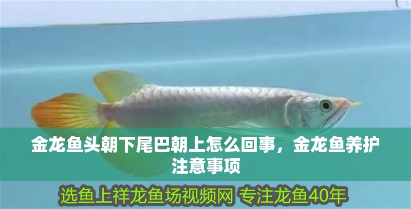 金龍魚頭朝下尾巴朝上怎么回事，金龍魚養護注意事項
