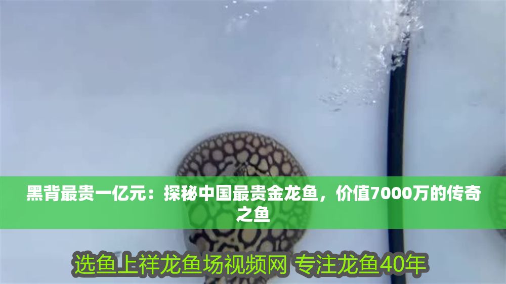 黑背最貴一億元：探秘中國最貴金龍魚，價值7000萬的傳奇之魚