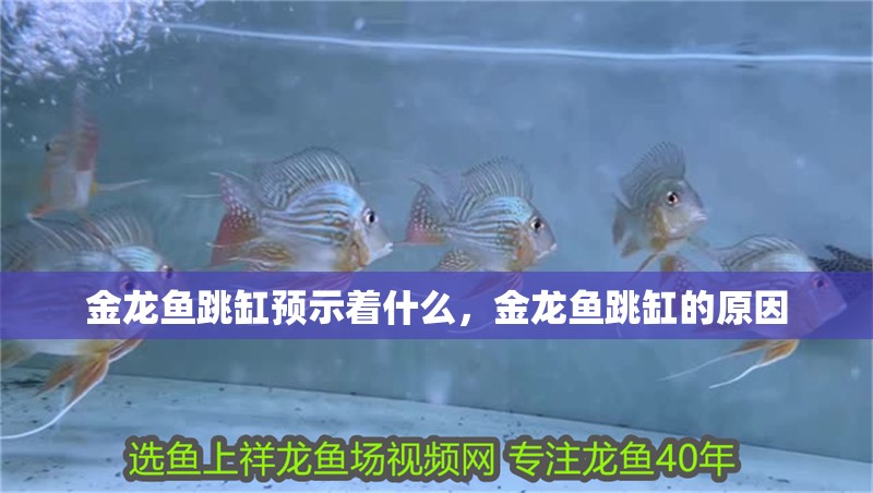 金龍魚跳缸預示著什么，金龍魚跳缸的原因