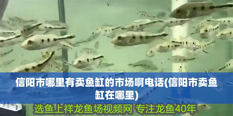 信陽市哪里有賣魚缸的市場啊電話(信陽市賣魚缸在哪里)