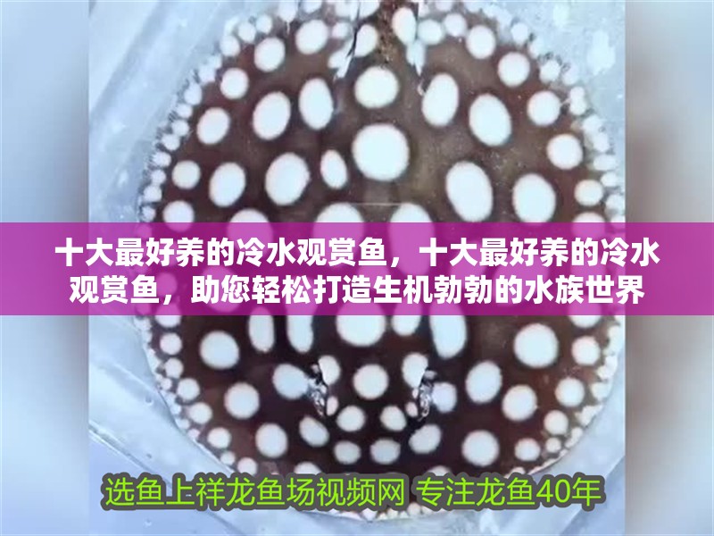 十大最好養(yǎng)的冷水觀賞魚，十大最好養(yǎng)的冷水觀賞魚，助您輕松打造生機勃勃的水族世界