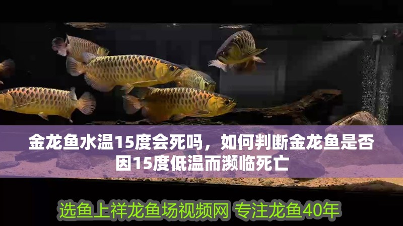 金龍魚水溫15度會死嗎，如何判斷金龍魚是否因15度低溫而瀕臨死亡