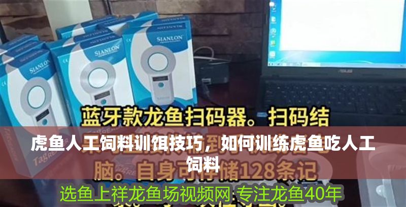 虎魚人工飼料訓餌技巧，如何訓練虎魚吃人工飼料