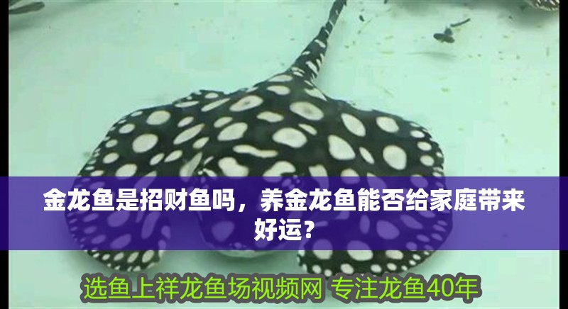 金龍魚是招財魚嗎，養金龍魚能否給家庭帶來好運？