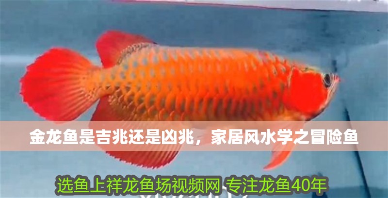 金龍魚是吉兆還是兇兆，家居風水學之冒險魚