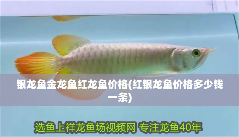銀龍魚金龍魚紅龍魚價格(紅銀龍魚價格多少錢一條)