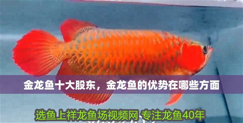 金龍魚十大股東，金龍魚的優勢在哪些方面