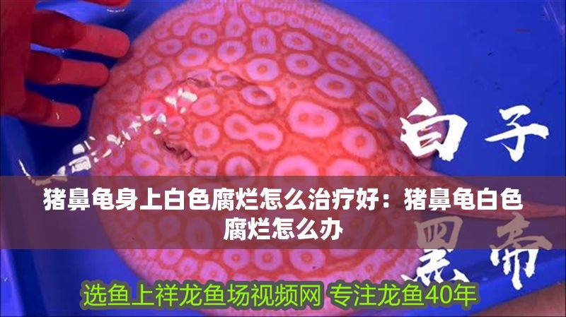 豬鼻龜身上白色腐爛怎么治療好：豬鼻龜白色腐爛怎么辦