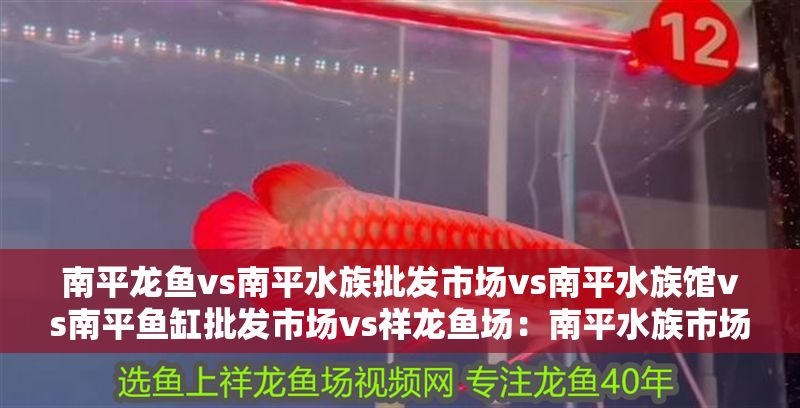 南平龍魚vs南平水族批發市場vs南平水族館vs南平魚缸批發市場vs祥龍魚場：南平水族市場最新動態