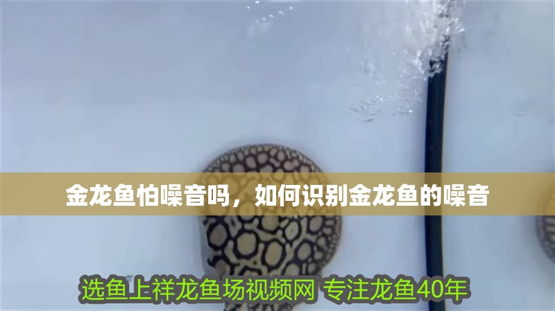 金龍魚怕噪音嗎，如何識別金龍魚的噪音