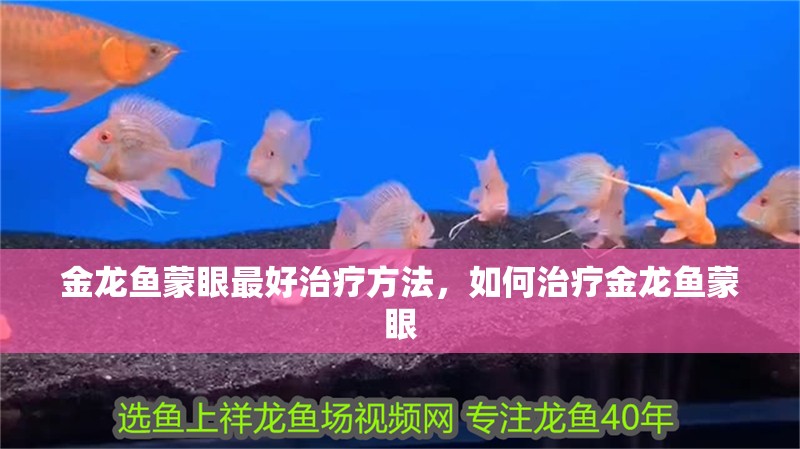 金龍魚蒙眼最好治療方法，如何治療金龍魚蒙眼