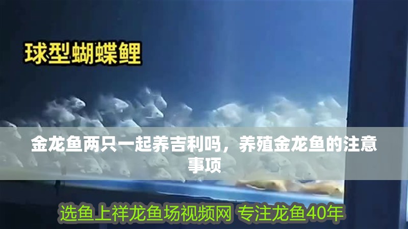 金龍魚兩只一起養(yǎng)吉利嗎，養(yǎng)殖金龍魚的注意事項