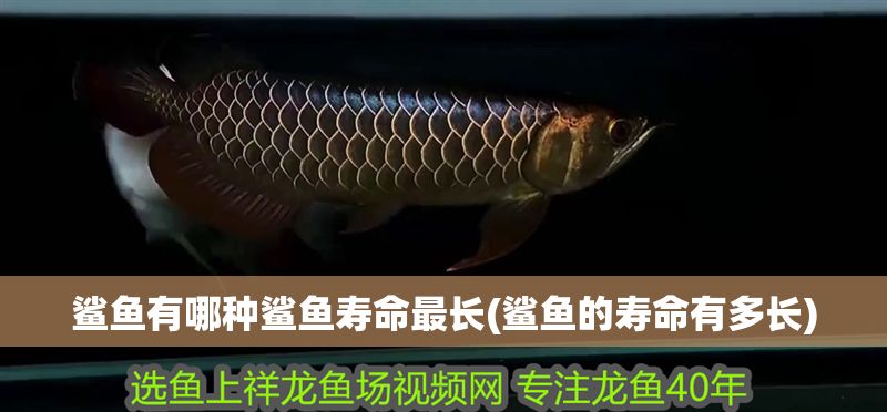 鯊魚有哪種鯊魚壽命最長(鯊魚的壽命有多長)