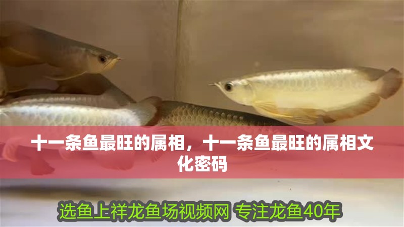 十一條魚最旺的屬相，十一條魚最旺的屬相文化密碼