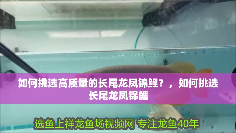 如何挑選高質量的長尾龍鳳錦鯉？，如何挑選長尾龍鳳錦鯉