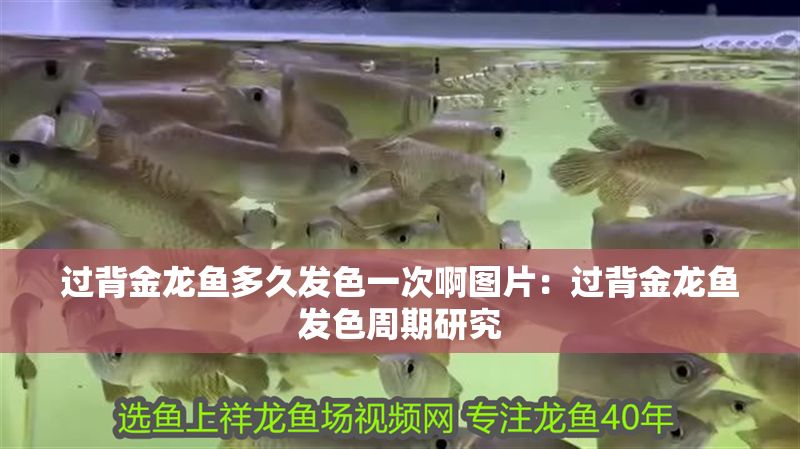 過背金龍魚多久發色一次啊圖片：過背金龍魚發色周期研究