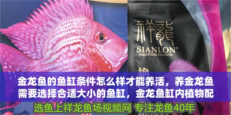 金龍魚的魚缸條件怎么樣才能養活，養金龍魚需要選擇合適大小的魚缸，金龍魚缸內植物配置技巧