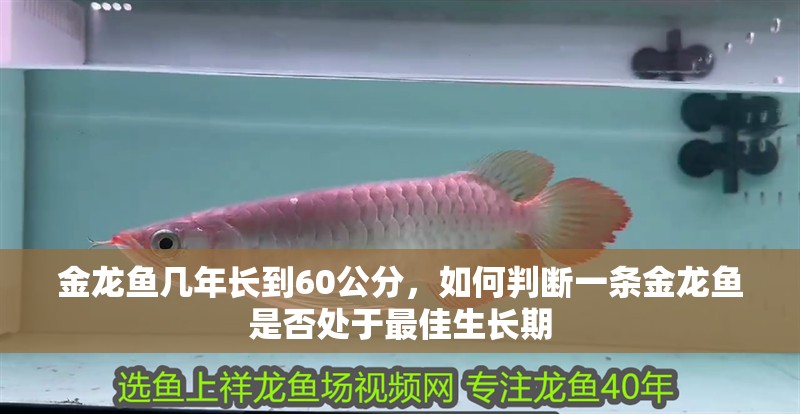 金龍魚幾年長到60公分，如何判斷一條金龍魚是否處于最佳生長期
