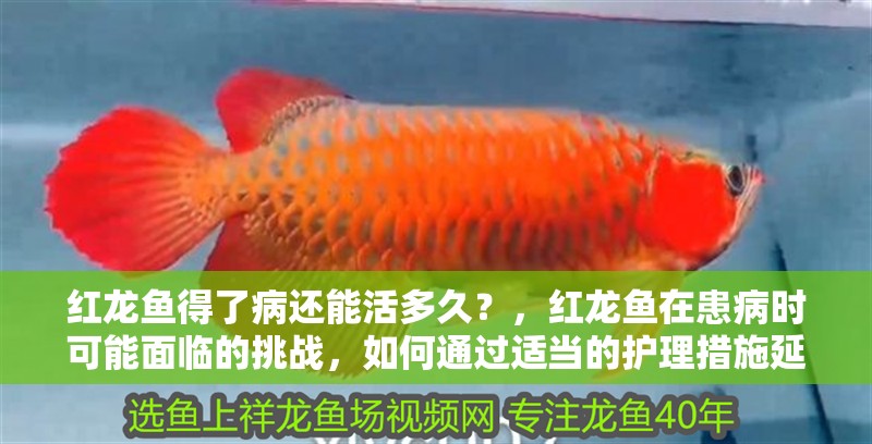 紅龍魚得了病還能活多久？，紅龍魚在患病時可能面臨的挑戰(zhàn)，如何通過適當?shù)淖o理措施延長其生命