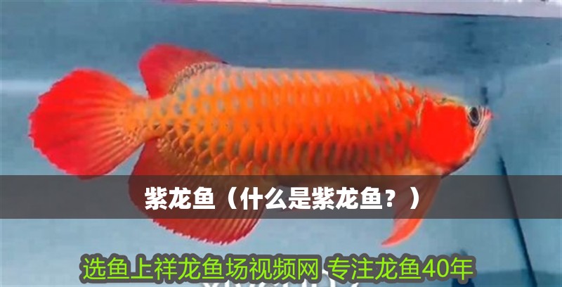 紫龍魚（什么是紫龍魚？）