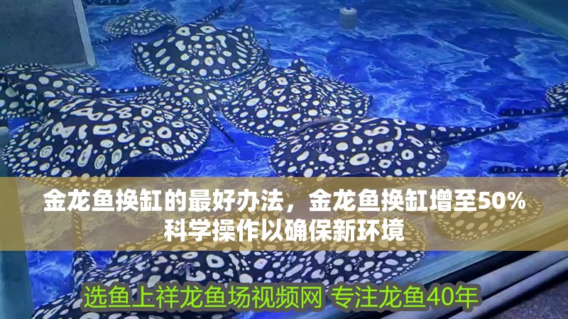 金龍魚換缸的最好辦法，金龍魚換缸增至50%科學操作以確保新環境