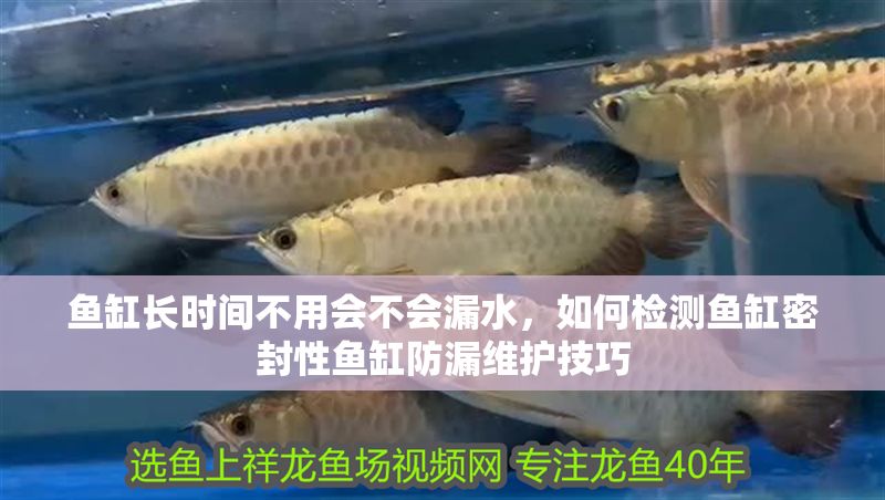 魚缸長時間不用會不會漏水，如何檢測魚缸密封性魚缸防漏維護(hù)技巧