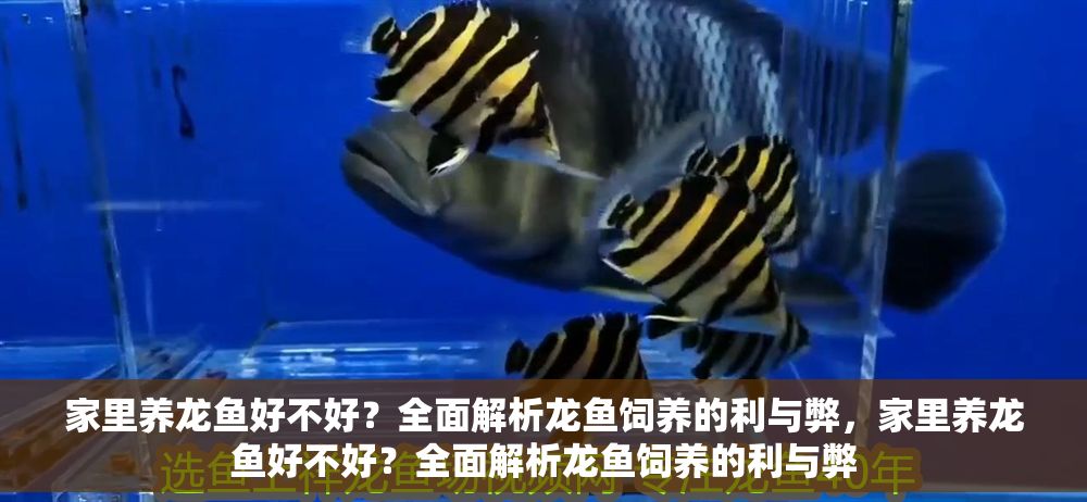 家里養龍魚好不好？全面解析龍魚飼養的利與弊，家里養龍魚好不好？全面解析龍魚飼養的利與弊