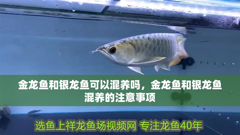 金龍魚和銀龍魚可以混養(yǎng)嗎，金龍魚和銀龍魚混養(yǎng)的注意事項