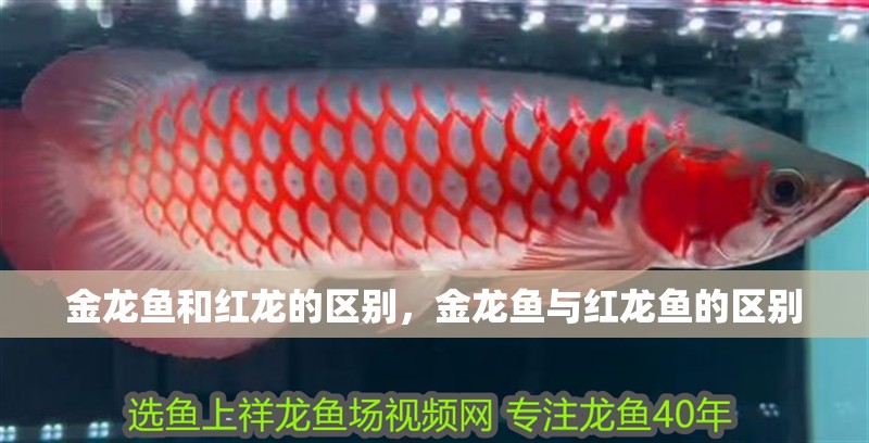 金龍魚和紅龍的區(qū)別，金龍魚與紅龍魚的區(qū)別