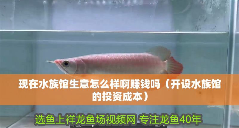 現在水族館生意怎么樣啊賺錢嗎（開設水族館的投資成本）