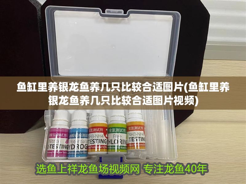 魚缸里養(yǎng)銀龍魚養(yǎng)幾只比較合適圖片(魚缸里養(yǎng)銀龍魚養(yǎng)幾只比較合適圖片視頻)