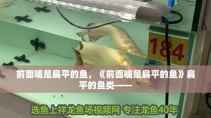 前面嘴是扁平的魚，《前面嘴是扁平的魚》扁平的魚類——