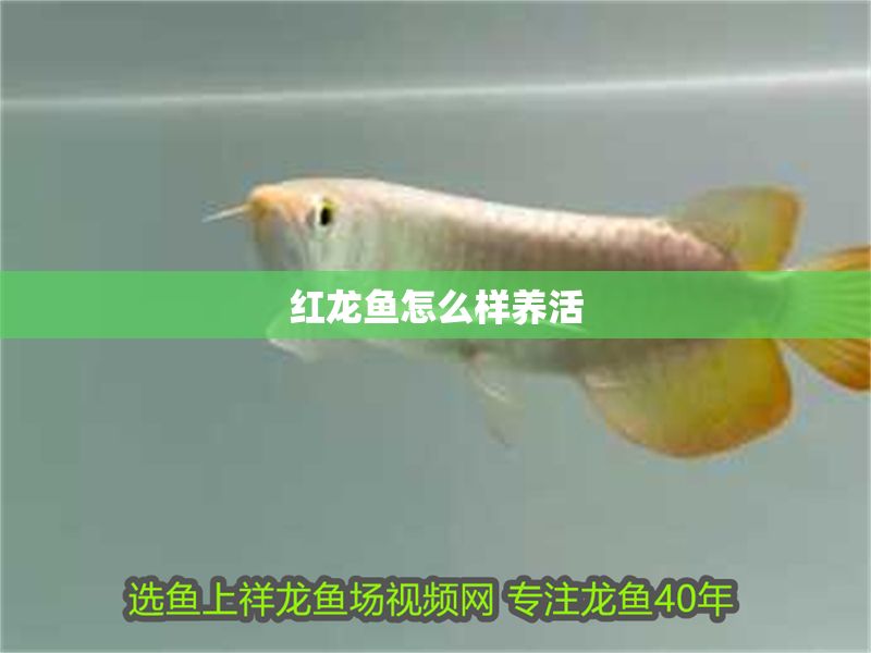 紅龍魚(yú)怎么樣養(yǎng)活