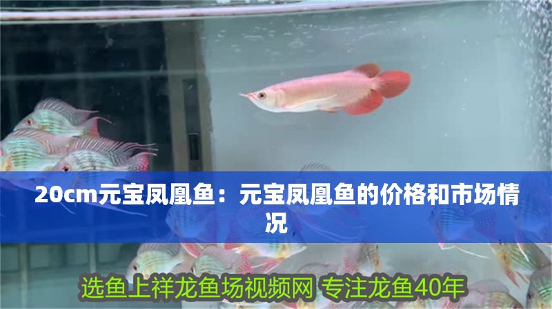 20cm元寶鳳凰魚：元寶鳳凰魚的價格和市場情況