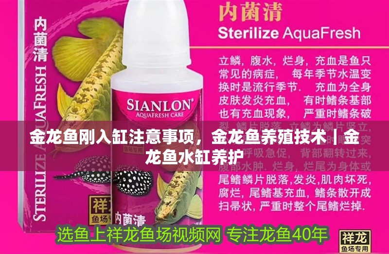 金龍魚剛入缸注意事項，金龍魚養殖技術｜金龍魚水缸養護