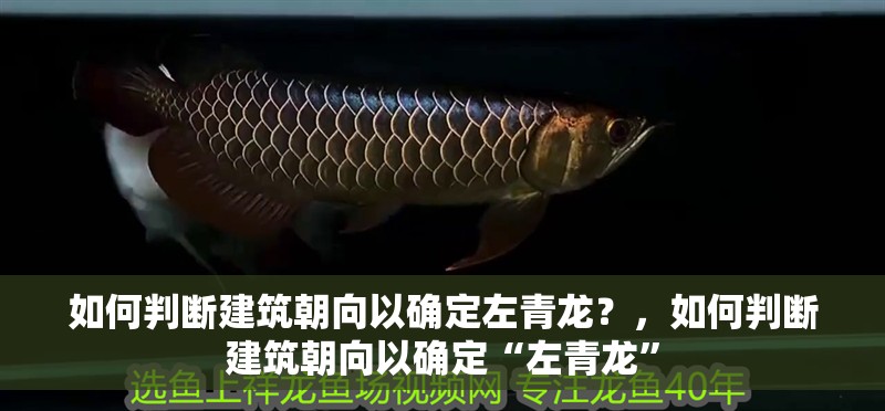 如何判斷建筑朝向以確定左青龍？，如何判斷建筑朝向以確定“左青龍”