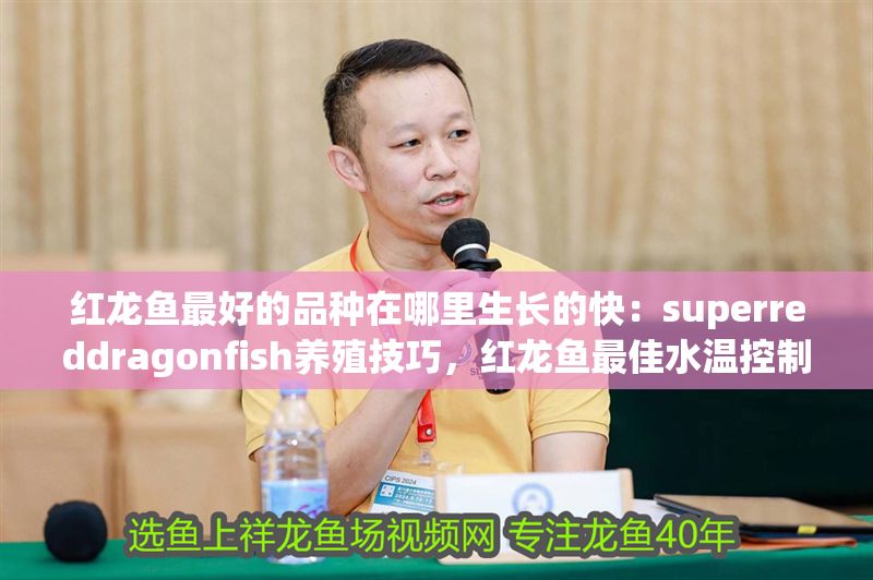 紅龍魚最好的品種在哪里生長(zhǎng)的快：superreddragonfish養(yǎng)殖技巧，紅龍魚最佳水溫控制方法 紅龍魚最好的品種在哪里生長(zhǎng)的快：superreddragonfish養(yǎng)殖技巧，紅龍魚最佳水溫控制方法 紅龍魚百科 第1張