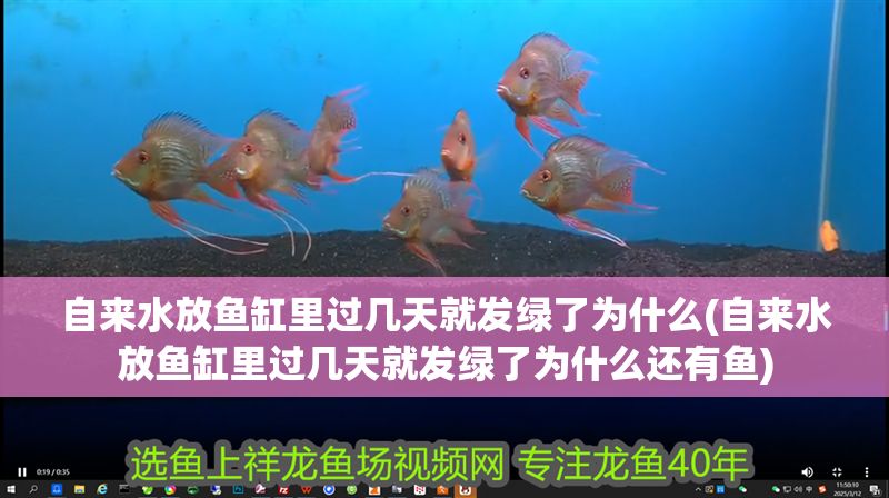 自來水放魚缸里過幾天就發綠了為什么(自來水放魚缸里過幾天就發綠了為什么還有魚) 自來水放魚缸里過幾天就發綠了為什么(自來水放魚缸里過幾天就發綠了為什么還有魚) 黃金貓魚百科 第1張