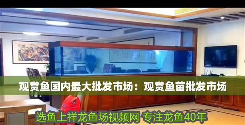 觀賞魚國內最大批發市場：觀賞魚苗批發市場
