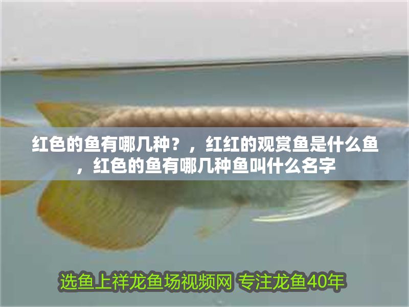 紅色的魚有哪幾種？，紅紅的觀賞魚是什么魚，紅色的魚有哪幾種魚叫什么名字