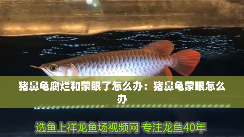 豬鼻龜腐爛和蒙眼了怎么辦：豬鼻龜蒙眼怎么辦 豬鼻龜腐爛和蒙眼了怎么辦：豬鼻龜蒙眼怎么辦 豬鼻龜百科 第1張