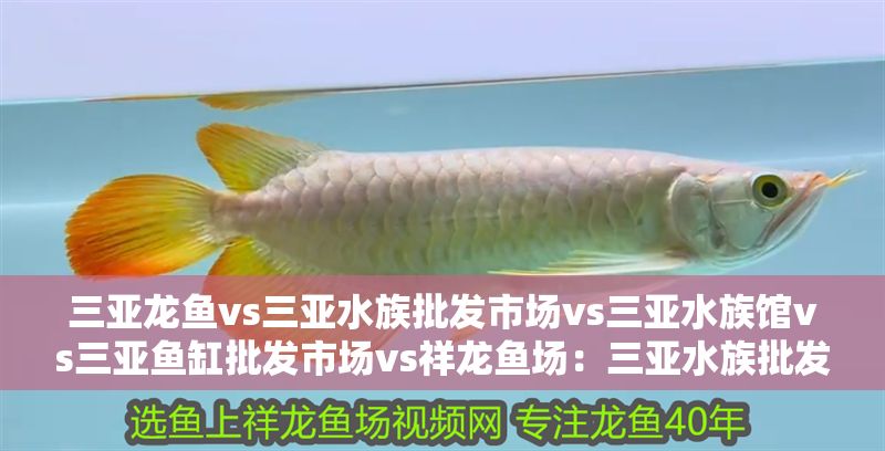 三亞龍魚vs三亞水族批發市場vs三亞水族館vs三亞魚缸批發市場vs祥龍魚場：三亞水族批發市場